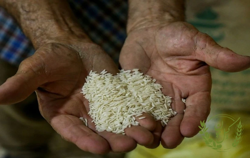 افزایش قیمت برنج