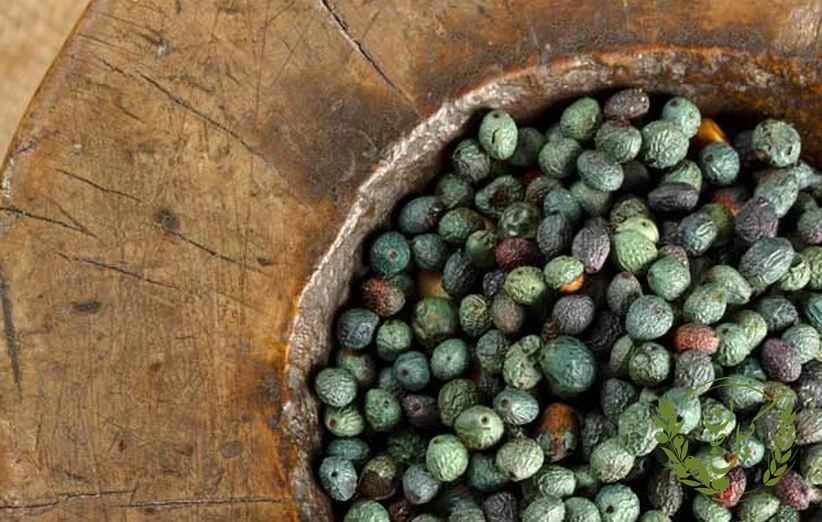 خواص پسته کوهی یا بنه