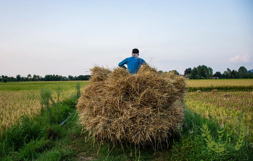 اثیرات اقتصادی و اجتماعی افزایش قیمت برنج