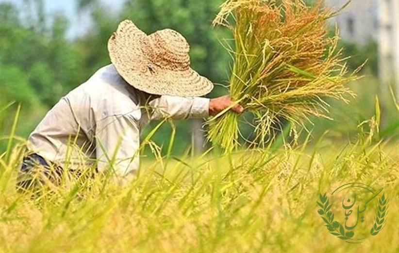 راهکارهای کاهش فشار ناشی از گرانی برنج برای خانوارها