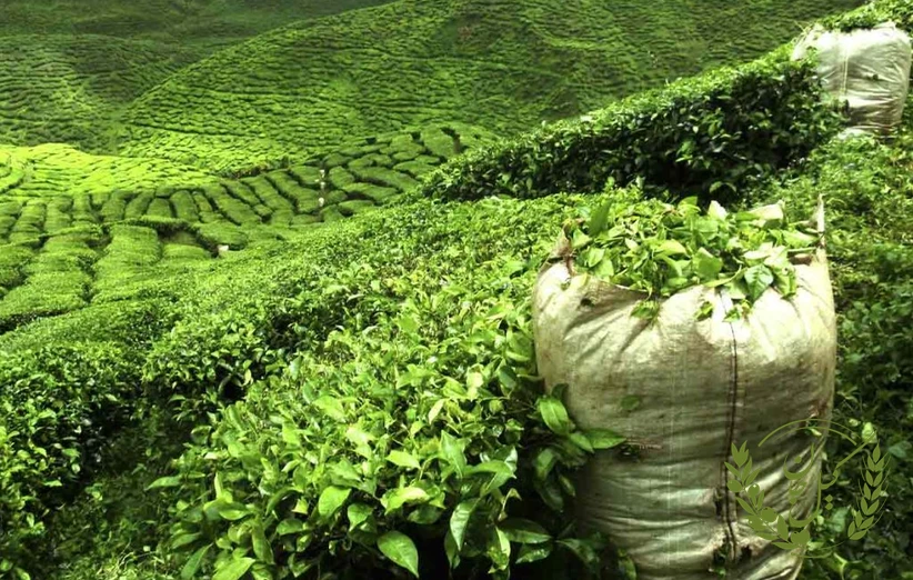 چشم‌انداز آینده صنعت چای در گیلان