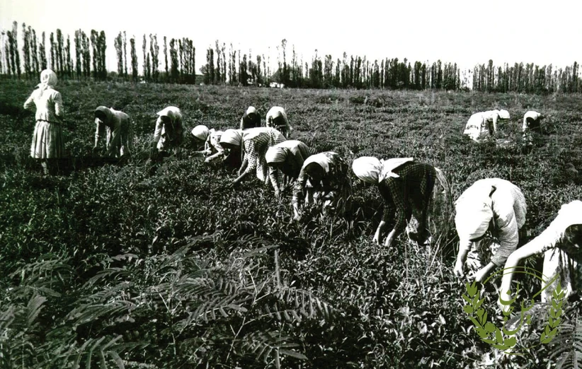 تاریخچه اولیه تولید چای در گیلان