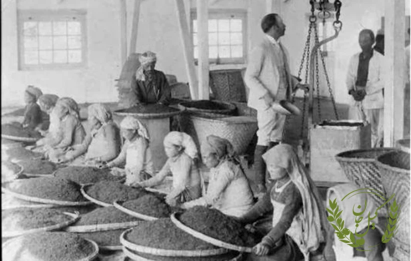 آغاز کشت چای در گیلان و لاهیجان