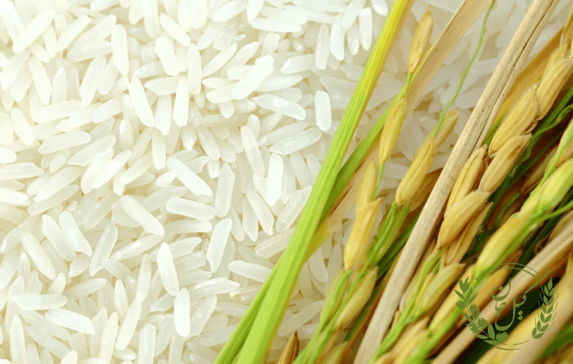 نتیجه‌گیری