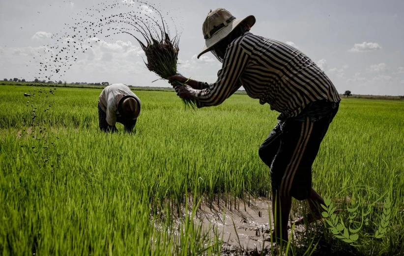 جمع‌بندی: چگونه می‌توان بحران قیمت برنج را مدیریت کرد؟