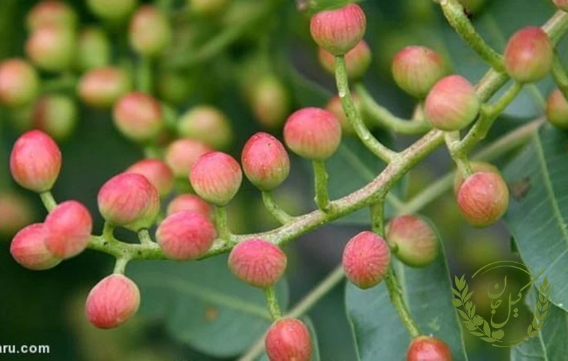 خواص پسته کوهی برای سلامت قلب