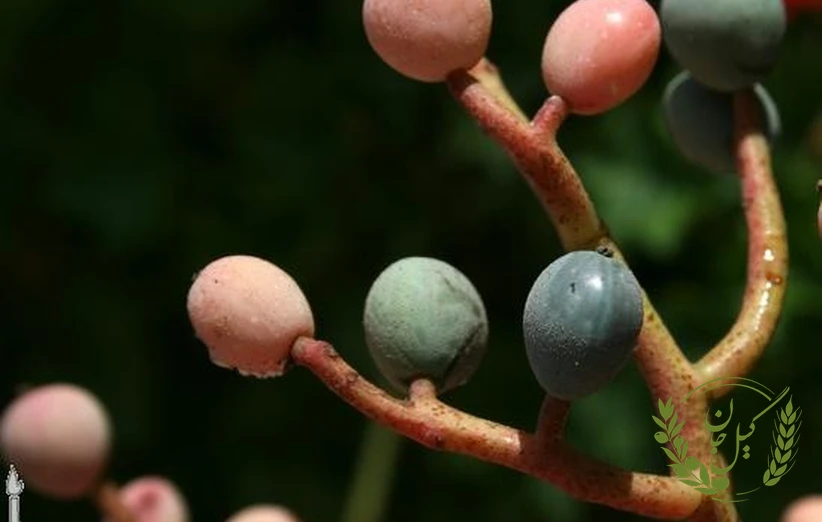 تاثیر پسته کوهی بر سلامت پوست و مو