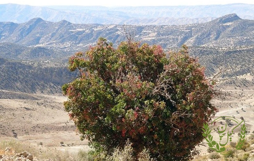 کاربرد پسته کوهی در طب سنتی