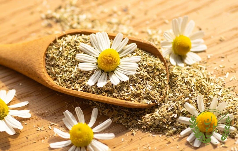 فواید دمنوش بابونه برای سلامت دستگاه گوارش